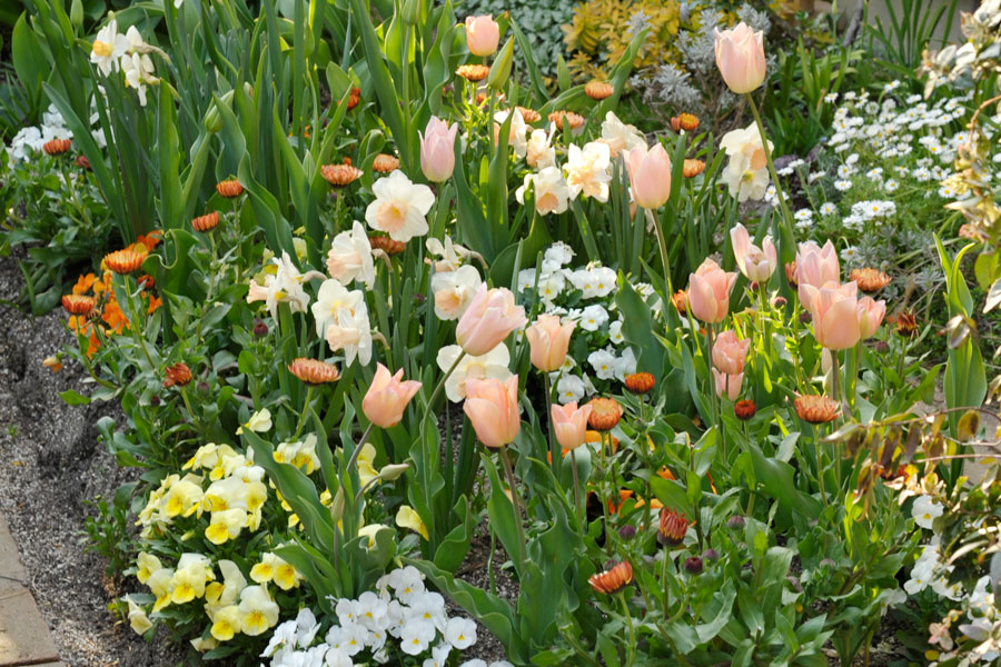 プリコットビューティーが咲く４月の花壇