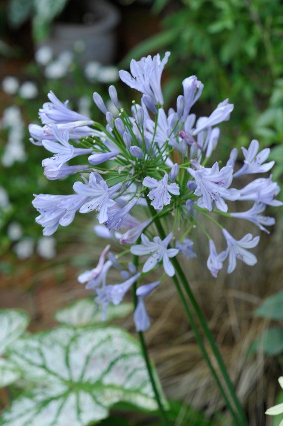 アガパンサスの花