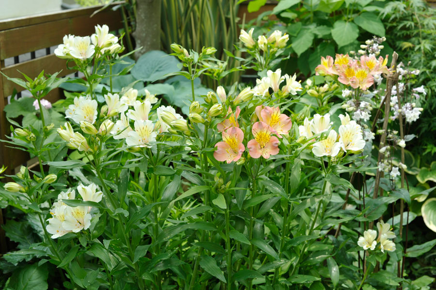 ５月にわが家の庭で咲くアルストロメリア