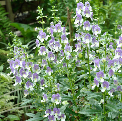 アンゲロニア 'エンジェルフェイス　ウェッジウッドブルー’ (高性種) の花
