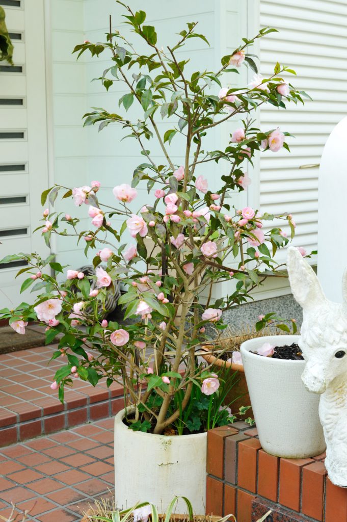 冬に花をつけたツバキの木