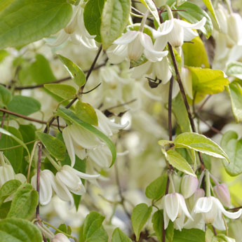 冬咲きクレマチスの花