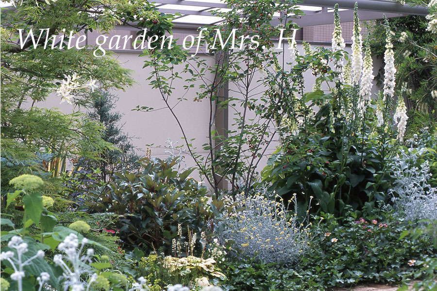 White Garden of Mrs. H - 白いジキタリスが咲く５月のWhite Garden