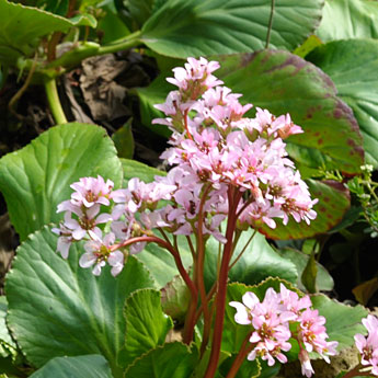 ヒマラヤユキノシタの花