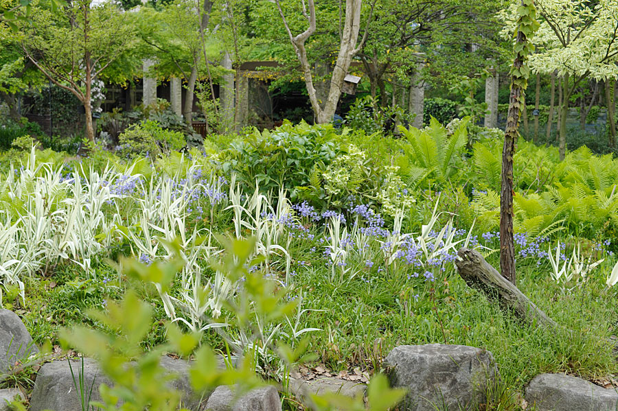 クサソテツをバックに咲く春の花-シーズンズ