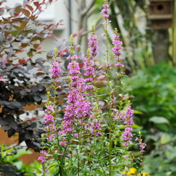 ミソハギの花