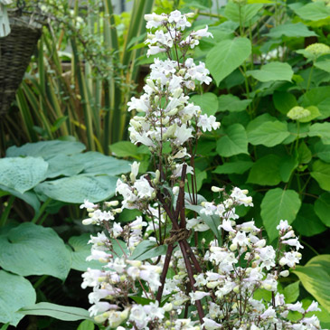 ペンステモンハスカーレッドの花