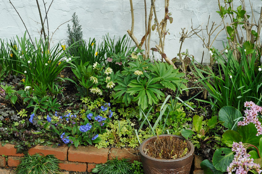 プルモナリアの咲く３月の花壇