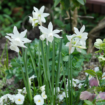 春4月に花壇で咲くスイセン 'タリア'