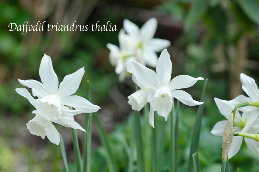 スイセン 'タリア' の花