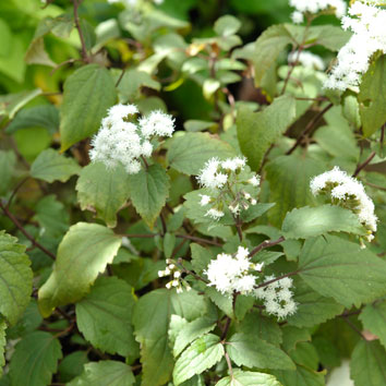 パトリウム'チョコラーテ'の花