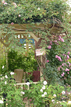 松尾園芸のバラの庭