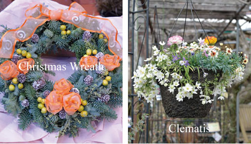 Christmas Wreath
Hanging basket of Clematis