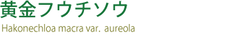 黄金フウチソウ