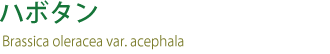 ハボタン
Brassica oleracea var. acephala