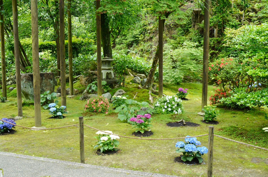 私がデザインした、京都東山、新善行寺の一年目のアジサイの表庭