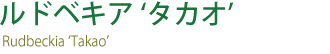 ルドベキアタカオ