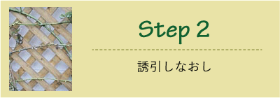 Step2 誘引しなおし