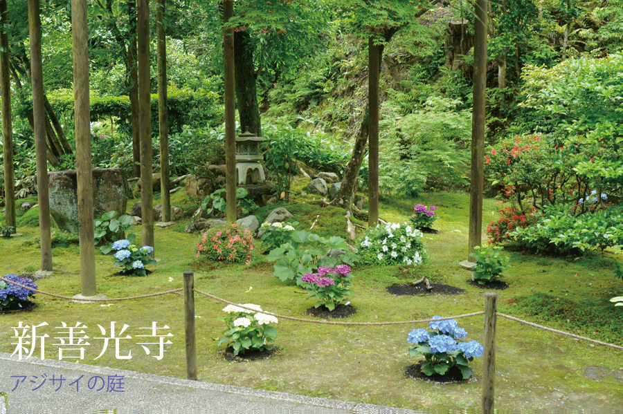 新善光寺の前庭に植栽したアジサイ