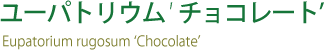 ユーパトリウムチョコレート
Eupatorium rugosum 'Chocolate'