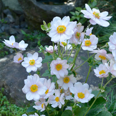 新顔の秋明菊’さくらこ’の花