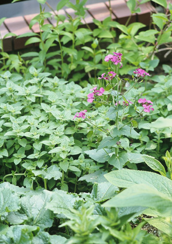 わが家の庭に植えたルナリアの株