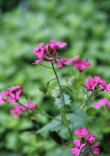 ルナリアの花