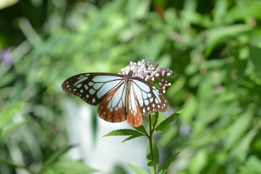 羽を広げてピンクのフジバカマの蜜を吸うアサギマダラ