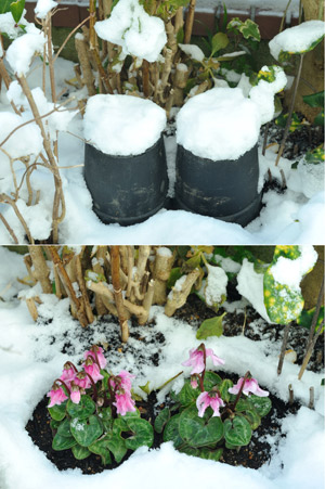 雪の降る前の日にコンテナをガーデンシクラメンに被せると雪害から守れる