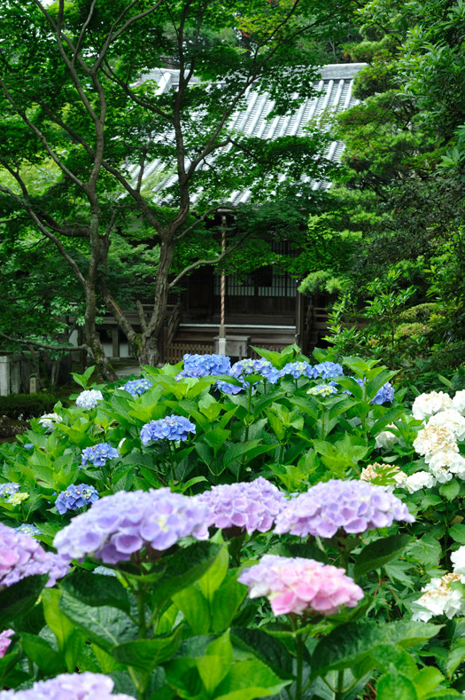 紫陽花の丘から本堂を望む