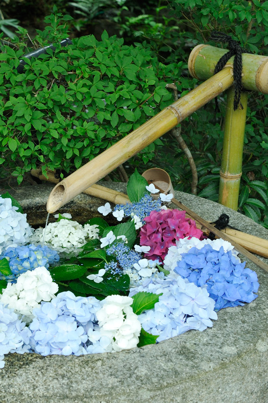 手水鉢を紫陽花で飾って